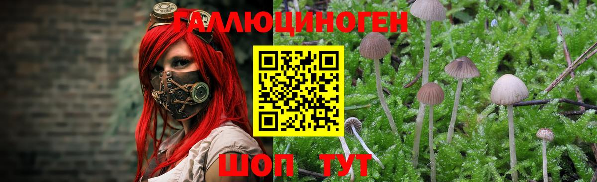 Псилоцибиновые грибы Cubensis Нефтекамск